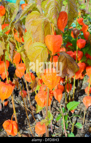 Chinesische Lampions im Garten nach der ersten Nacht der Frost. Stockfoto