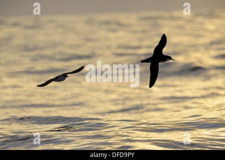 Manx Shearwater Puffinus puffinus Stockfoto