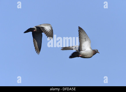 Hohltaube Columba oenas Stockfoto