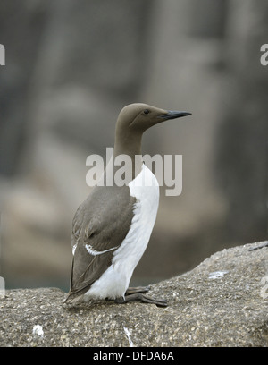 Guillemot Uria aalge Stockfoto