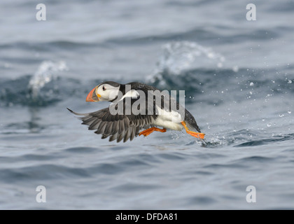 Papageitaucher Fratercula arctica Stockfoto