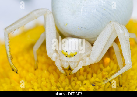 Eine weibliche Goldrute Krabbenspinne (Misumena Vatia) auf einer Oxeye Daisy (Leucanthemum Vulgare) Blume in Denge Woods, Kent Stockfoto