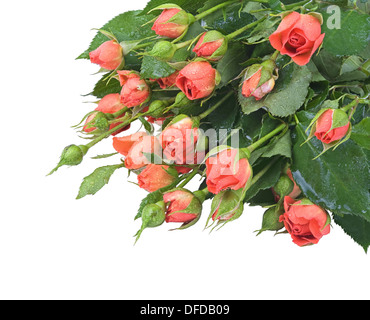 die Haufen von kleinen roten Rosen isoliert auf weißem Hintergrund Stockfoto