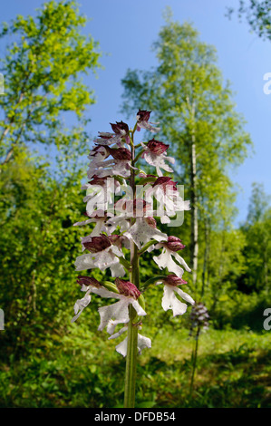 Ein Blütenstand der Lady Orchidee (Orchis Purpurea) wächst in Denge Wood, Kent. Mai. Stockfoto