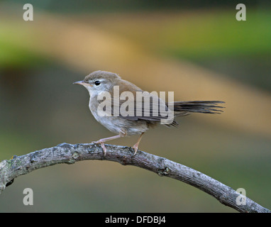 Die Cetti Warbler Cettia cetti Stockfoto