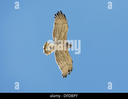 Schlangenadler - Circaetus gallicus Stockfoto