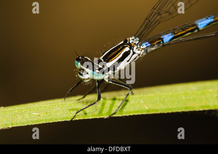 Eine auf dem Kopf und Thorax von einem weiblichen Variable Damselfly (Coenagrion Pulchellum) thront auf einem Grashalm im Denge Wood, Nahaufnahme Stockfoto