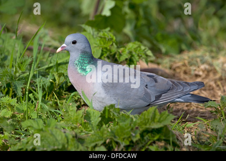 Hohltaube Columba oenas Stockfoto