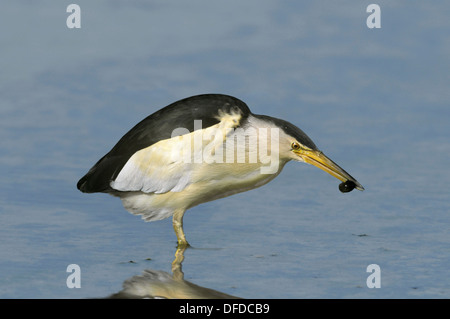 Ixobrychus minutus Little Rohrdommel - Stockfoto