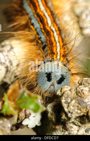 Eine Raupe der Lakai Motte (Malacosoma Neustrien) kriecht entlang einem Zweig an Str. Davids Kopf in Pembrokeshire, Wales. Mai. Stockfoto