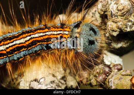 Eine Raupe der Lakai Motte (Malacosoma Neustrien) kriecht entlang einem Zweig an Str. Davids Kopf in Pembrokeshire, Wales. Mai. Stockfoto
