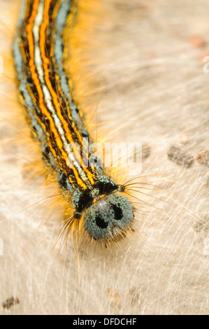 Eine Raupe der Lakai Motte (Malacosoma Neustrien) auf einem Blatt aus Seide an Str. Davids Kopf in Pembrokeshire, Wales. Mai. Stockfoto