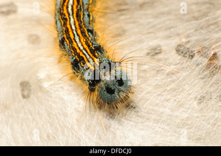 Eine Raupe der Lakai Motte (Malacosoma Neustrien) auf einem Blatt aus Seide an Str. Davids Kopf in Pembrokeshire, Wales. Mai. Stockfoto