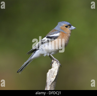 Buchfink Fringilla coelebs Stockfoto