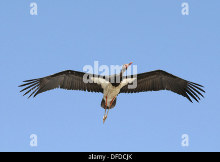 Schwarzstorch - Ciconia nigra Stockfoto