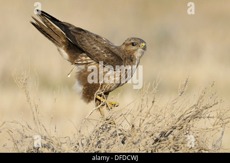 Steppe Buzzard - Buteo Buteo vulpinus Stockfoto