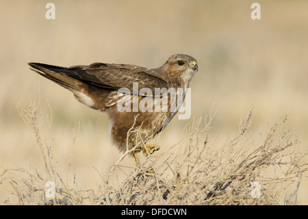 Steppe Buzzard - Buteo Buteo vulpinus Stockfoto