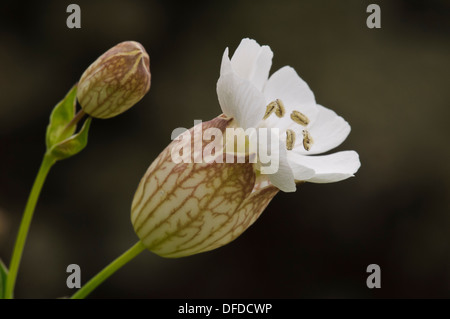 Eine Blume und eine Knospe Meer Campion (Silene Uniflora) wächst auf der Insel Skomer in Pembrokeshire, South Wales. Mai. Stockfoto