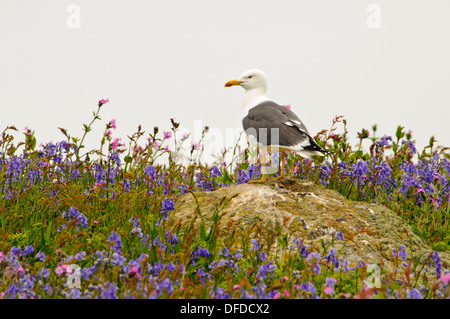 Eine Erwachsene weniger Black-backed Gull inmitten eine Schneise der Glockenblumen (Hyacinthoides non-Scripta) und rote Campion (Silene Dioica) Stockfoto