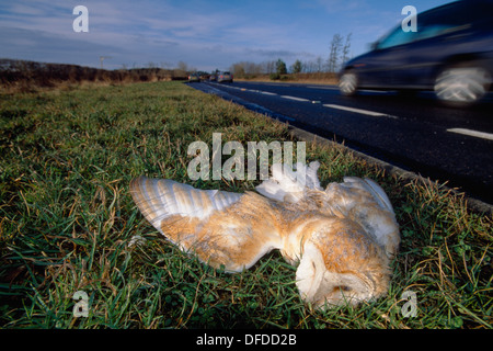 Schleiereule Tyto alba Stockfoto