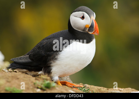 Ein Erwachsener Papageitaucher (Fratercula Arctica) steht auf einer Klippe auf der Insel Skomer, Pembrokeshire, Wales. Mai. Stockfoto