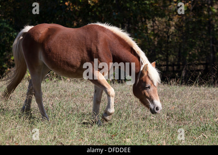 Haflinger-Pony auf der Weide grasen. Stockfoto
