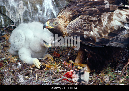 Steinadler Aquila chrysaetos Stockfoto