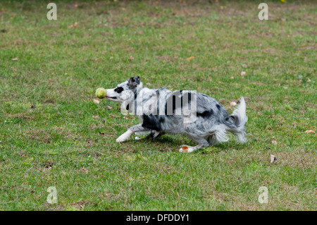 Border-Collie, Tennisball, bumping Tennisball Border Collie, Border-Collie küssen Tennisball fangen, Stockfoto