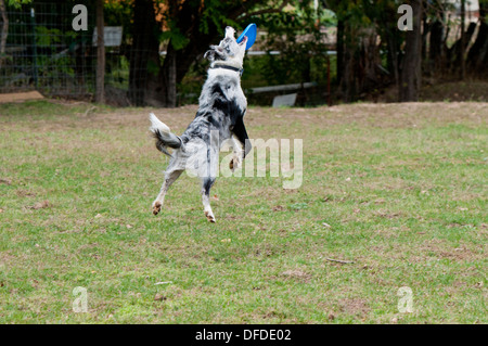 Border-Collie Frisbee fangen Stockfoto