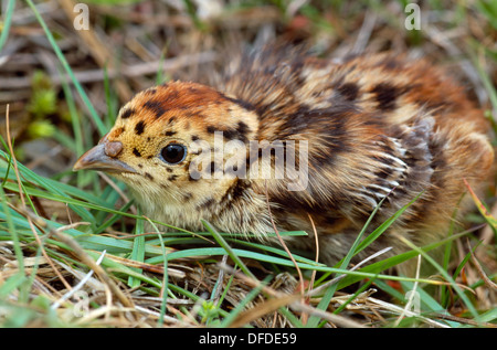 Grey Partridge-Perdix perdix Stockfoto