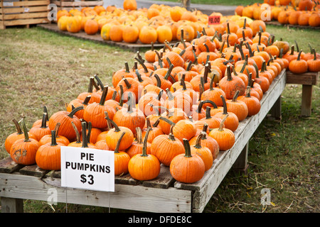 Mehrere Kürbisse auf dem Display für Segel auf einem Bauern-Markt-Festival im Herbst. Stockfoto