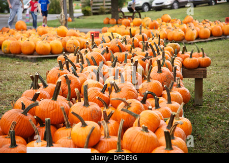 Mehrere Kürbisse auf dem Display für Segel auf einem Bauern-Markt-Festival im Herbst. Stockfoto