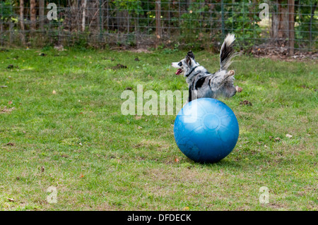 Border Collie spielen mit großen Kugel Stockfoto