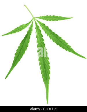 Ein (Marihuana) Hanfblatt isoliert auf weißem, diagonal view Stockfoto
