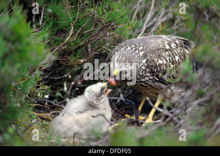 KORNWEIHE Circus Cyaneus Weibchen im Nest mit jungen Stockfoto