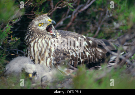 KORNWEIHE Circus Cyaneus Weibchen im Nest mit jungen Stockfoto