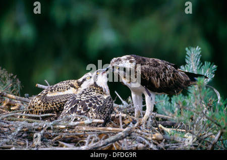 Fischadler Pandion halieaetus Stockfoto