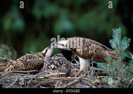 Fischadler Pandion halieaetus Stockfoto