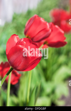 vin spring Stockfoto