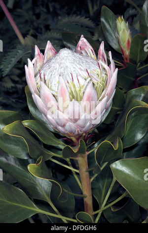 Königsprotea Partl eröffnet - Protea Cynaroides - Familie Proteaceae Stockfoto