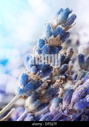 Getrocknete Lavendelblüten in Nahaufnahme Stockfoto