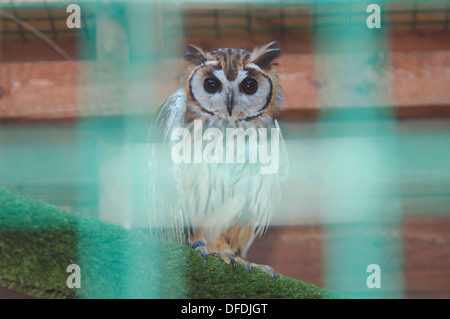 Die unverlierbaren outhern White konfrontiert scops Owl' Stockfoto