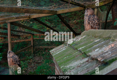 Gehäuse mit europäischen Eulen. Stockfoto