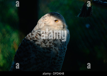 Ein Weibchen Schnee-eule (Bubo scandiacus) Stockfoto