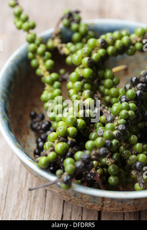 Frische schwarze Pfefferkörner (Piper Nigrum) Stockfoto