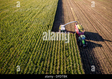 Landwirtschaft, Maisernte. Kombinieren Sie, Harvester Werke durch ein Maisfeld. Die Silage wird direkt in einen Anhänger gepumpt. Stockfoto