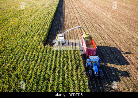 Landwirtschaft, Maisernte. Kombinieren Sie, Harvester Werke durch ein Maisfeld. Die Silage wird direkt in einen Anhänger gepumpt. Stockfoto