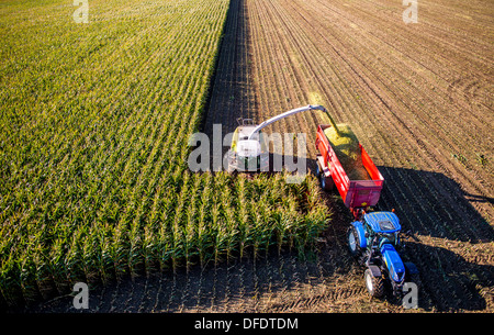 Landwirtschaft, Maisernte. Kombinieren Sie, Harvester Werke durch ein Maisfeld. Die Silage wird direkt in einen Anhänger gepumpt. Stockfoto