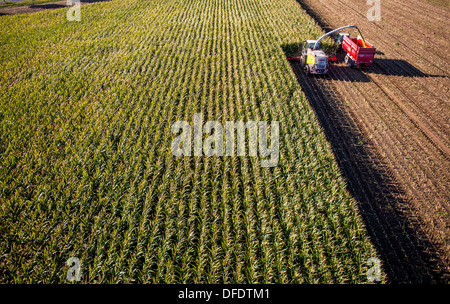 Landwirtschaft, Maisernte. Kombinieren Sie, Harvester Werke durch ein Maisfeld. Die Silage wird direkt in einen Anhänger gepumpt. Stockfoto
