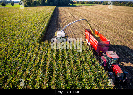 Landwirtschaft, Maisernte. Kombinieren Sie, Harvester Werke durch ein Maisfeld. Die Silage wird direkt in einen Anhänger gepumpt. Stockfoto
